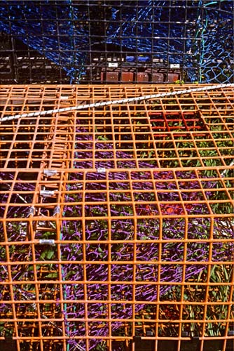 trapped in color 06